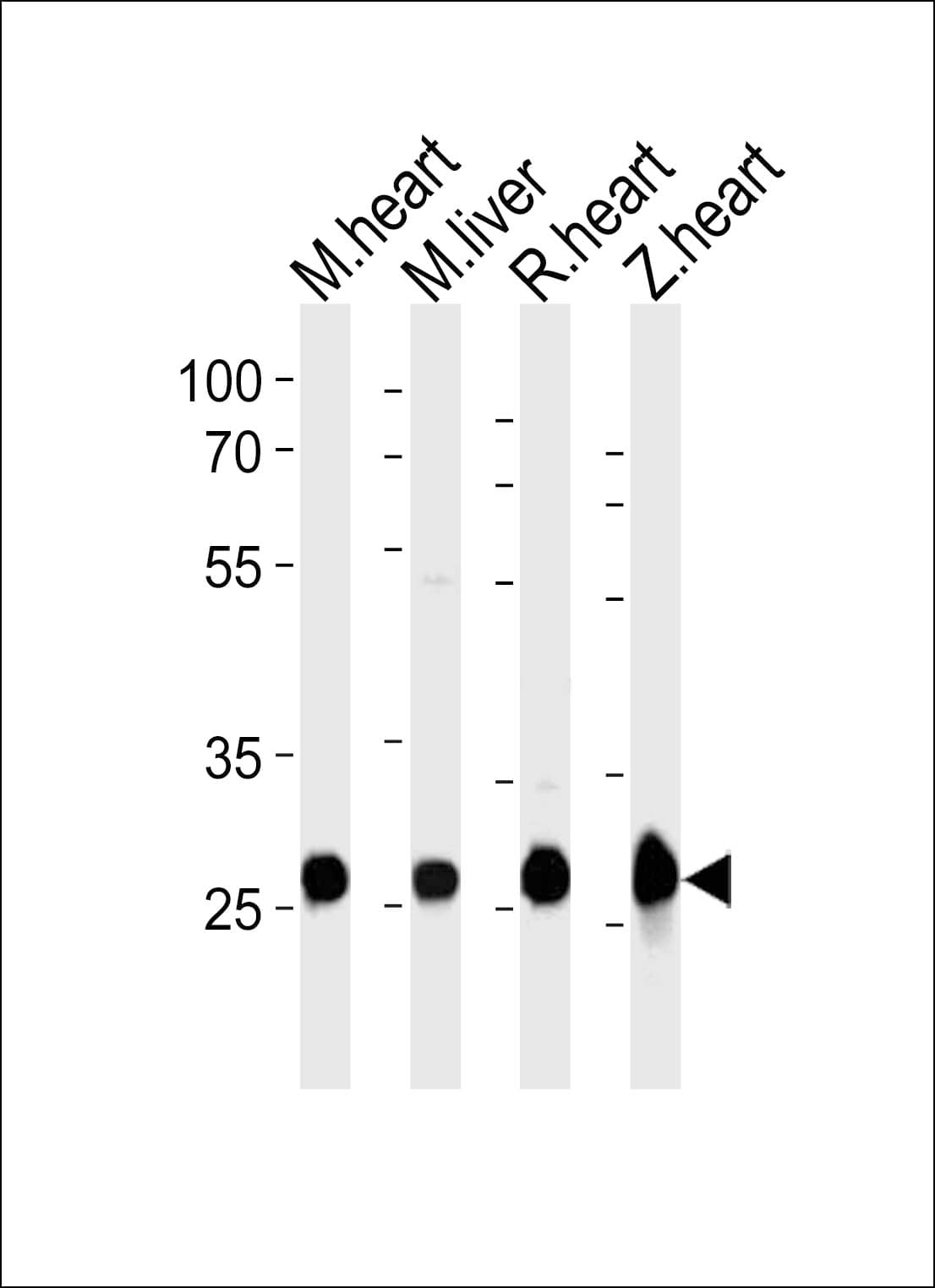 Polyclonal Rabbit anti-Zebrafish SDHB Antibody (aa147-182, WB)