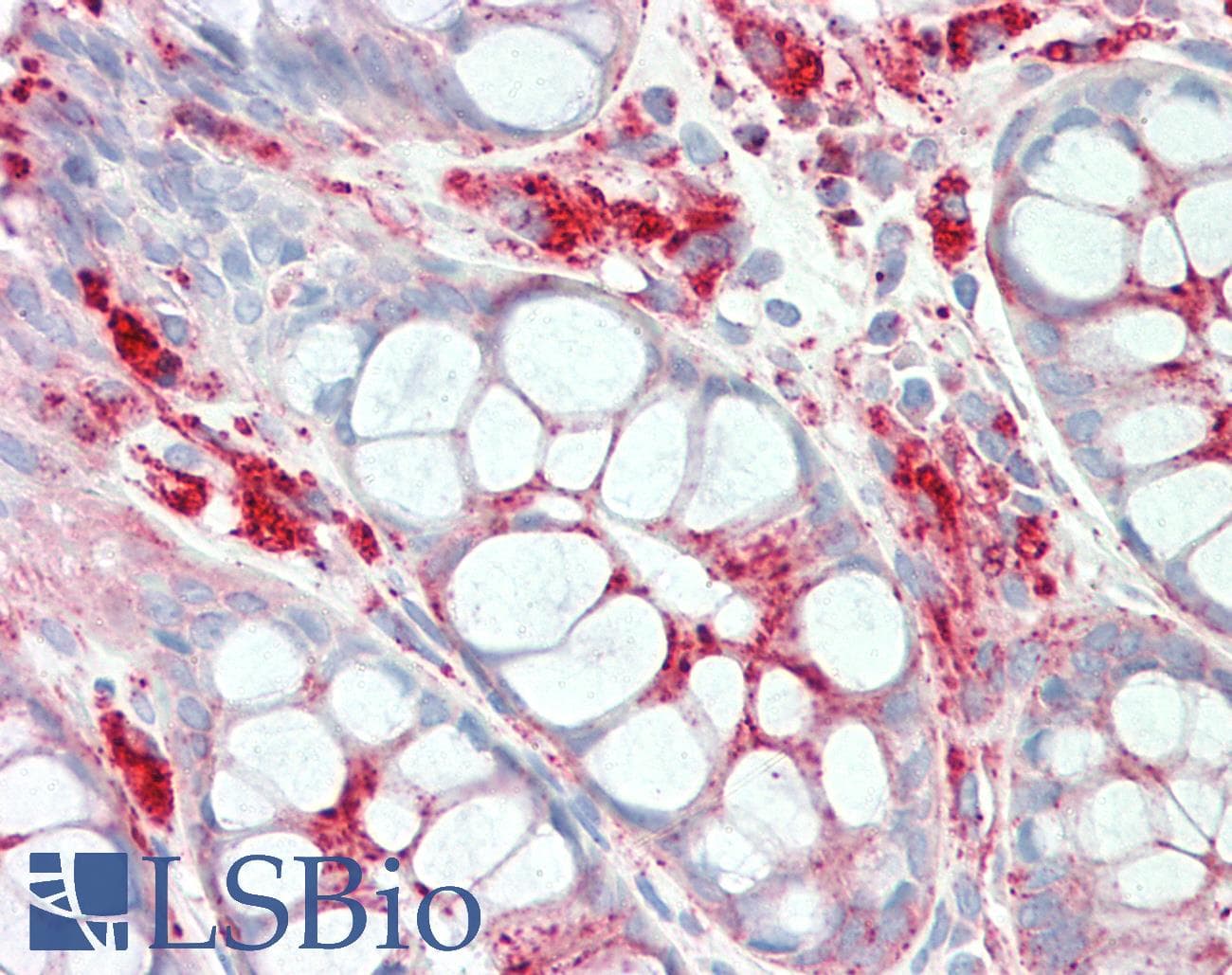 IHC-plus™ LAMP1 / CD107a Antibody (clone H4A3, Azide-free)