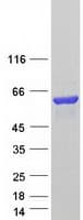 Human DTNA / Dystrobrevin Alpha Protein (Recombinant Myc-DDK (Flag))