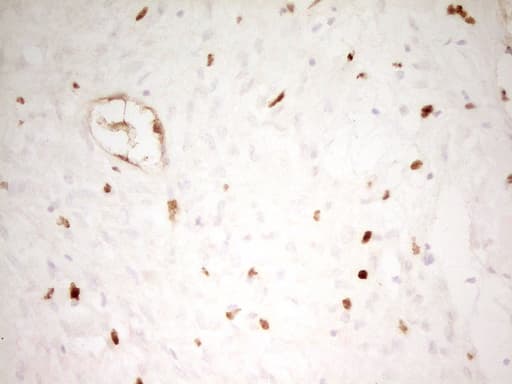 IHC-plus™ MNDA Antibody (aa37-321, clone 4H6)