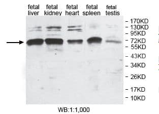 ZFAND4 / ANUBL1 Antibody (aa453-653)