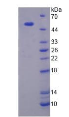 Mouse MASP1 / MASP Protein (Recombinant His-T7)