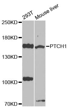 PTCH1 / Patched 1 Antibody