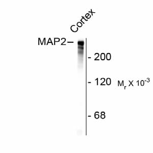 MAP2 Antibody