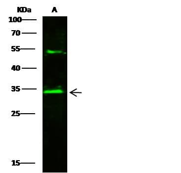 AK2 / Adenylate Kinase 2 Antibody (Preservative Free)