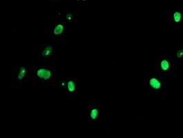 USP36 Antibody (clone OTI3B9)