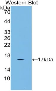 GDF3 Antibody (aa253-366)