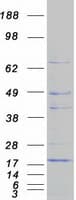 Human CISD1 Protein (Recombinant Myc-DDK (Flag))