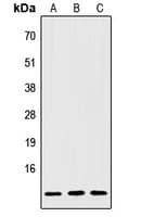 IGFL2 Antibody (Internal)