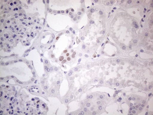 FOS / c-FOS Antibody (clone OTI1E3)