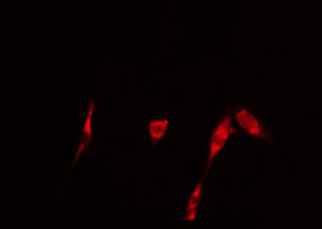 GAK Antibody