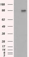 Monoclonal Mouse anti-Human APP / Beta Amyloid Precursor Antibody (clone OTI9E2, IHC, IF, WB)