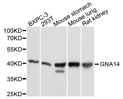 GNA14 Antibody
