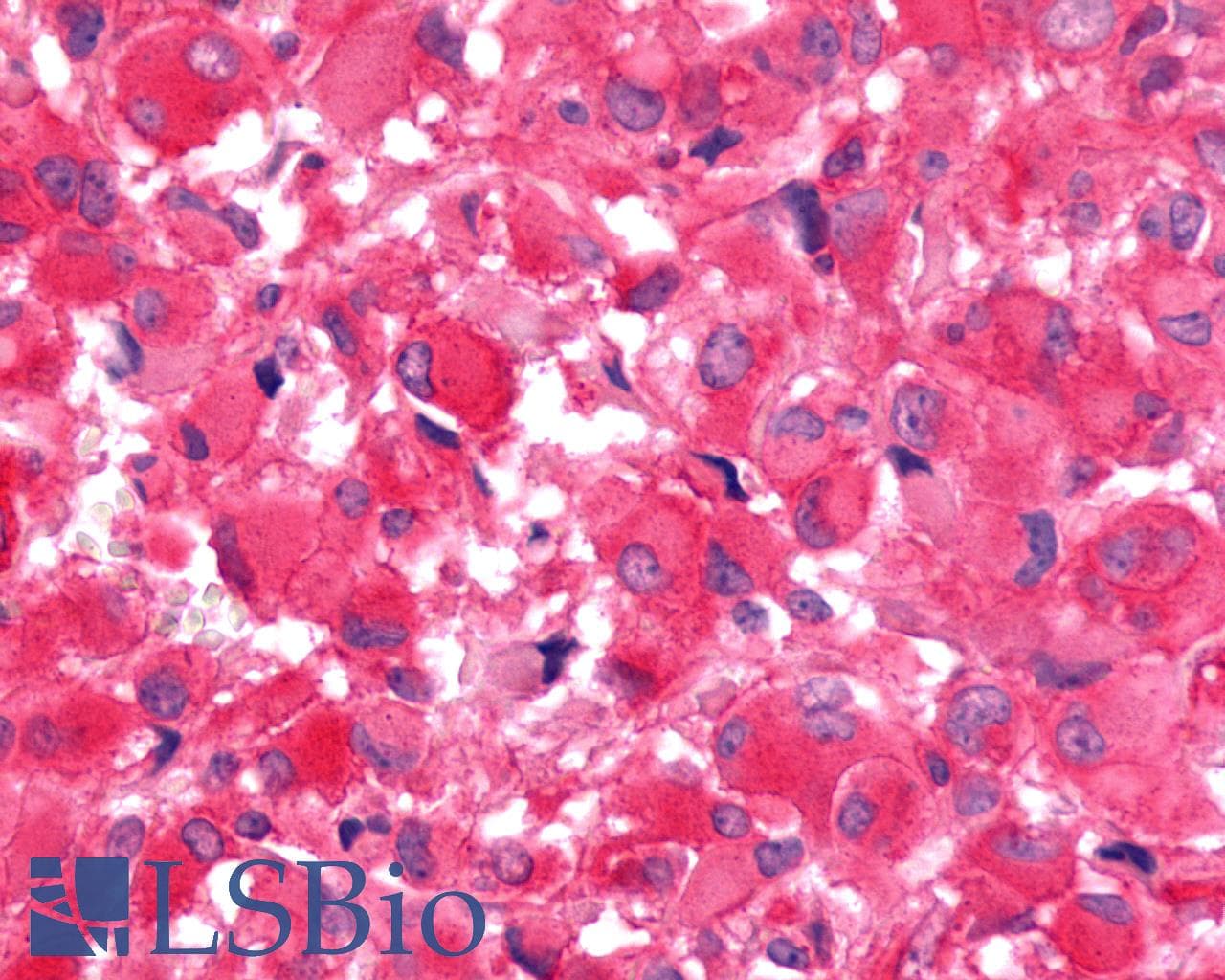 PathPlus™ FZD9 / Frizzled 9 Antibody (N-Terminus)