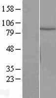 CUL2 / Cullin 2 Protein (Over-Expression Lysate Myc-DDK (Flag))