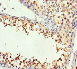 Polyclonal Rabbit anti-Human H2AFY / MACROH2A1 Antibody (IHC, WB)