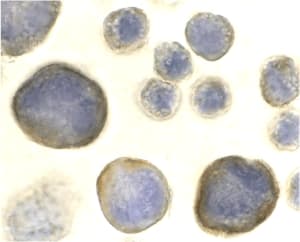 Polyclonal Rabbit anti-Human CXCR4 Antibody (IHC, IF, WB)