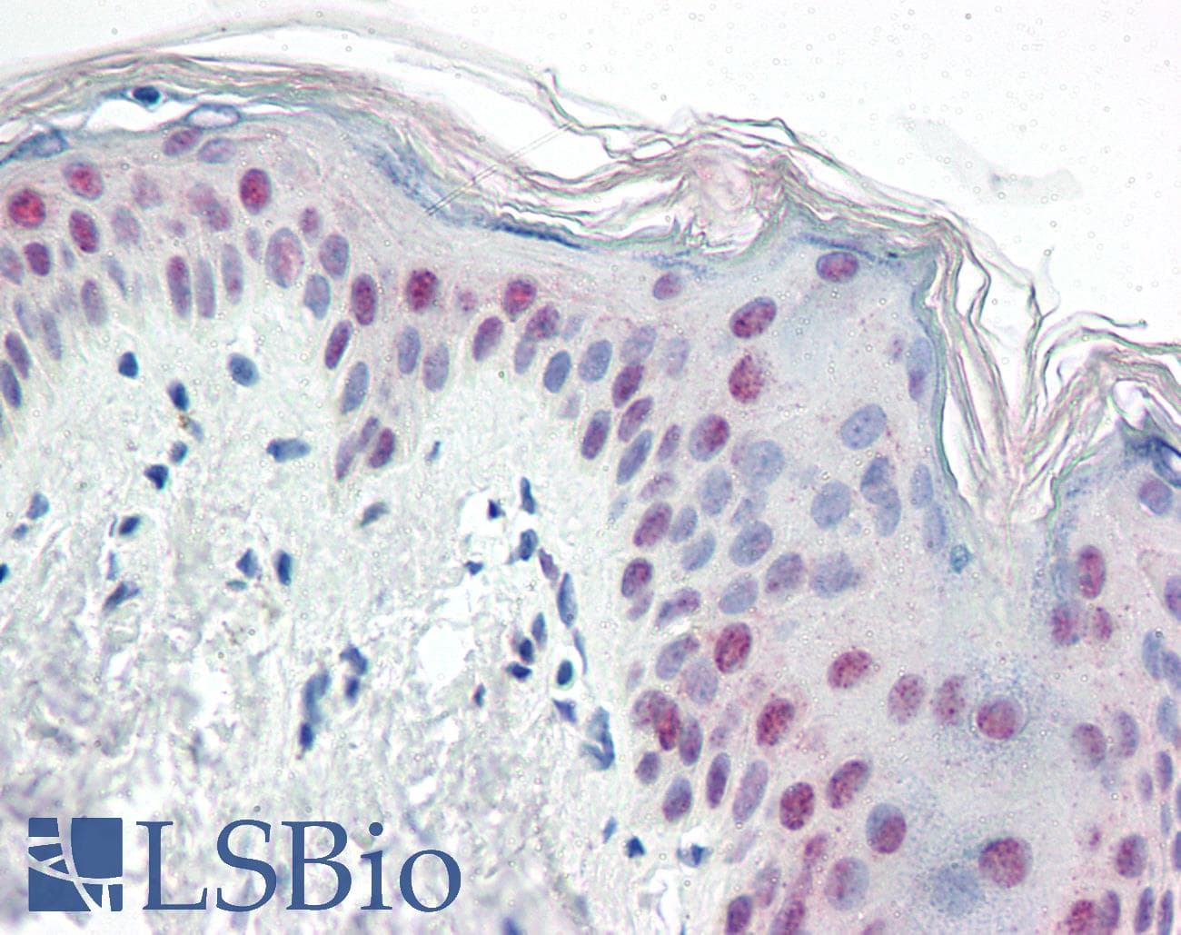 IHC-plus™ PTBP1 Antibody (aa2-14)