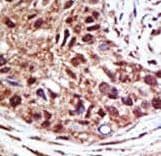 USP14 Antibody (aa1-30)