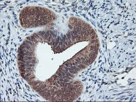 CYP2A6 Antibody (clone OTI1D2)