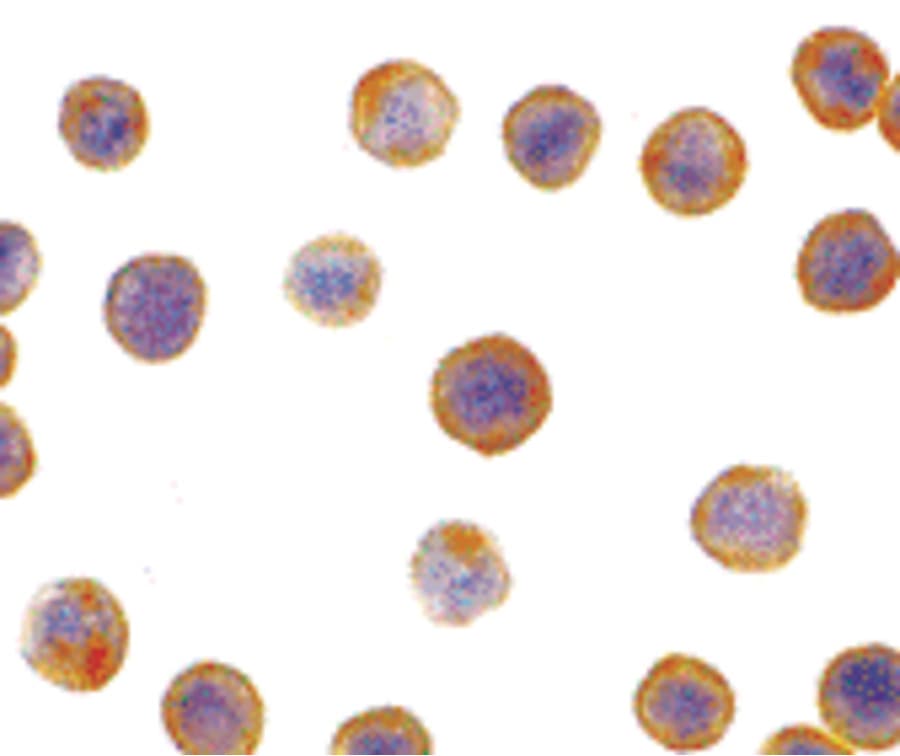 IHC-plus™ DFFA / ICAD / DFF45 Antibody
