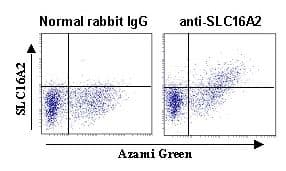 SLC16A2 / MCT8 Antibody (N-Terminal)
