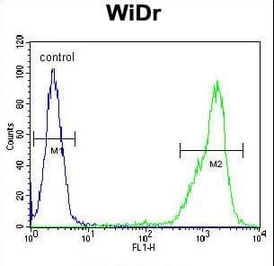 Polyclonal Rabbit anti-Human ZNF180 Antibody (aa103-132, IHC, WB)