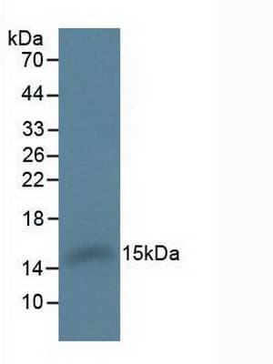 HBA1+2 / Hemoglobin Alpha Antibody (aa2-142)