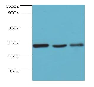 Polyclonal Rabbit anti-Human Prohibitin 2 / PHB2 Antibody (aa1-299, IHC, WB)