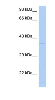 DRG1 / NEDD3 Antibody (aa35-84)