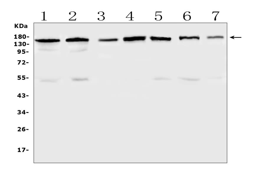 PER3 Antibody