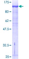 Human GTF3 / GTF2IRD1 Protein (Recombinant GST)