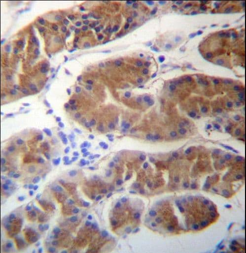Polyclonal Rabbit anti-Human MORN1 Antibody (aa29-58, IHC, WB)