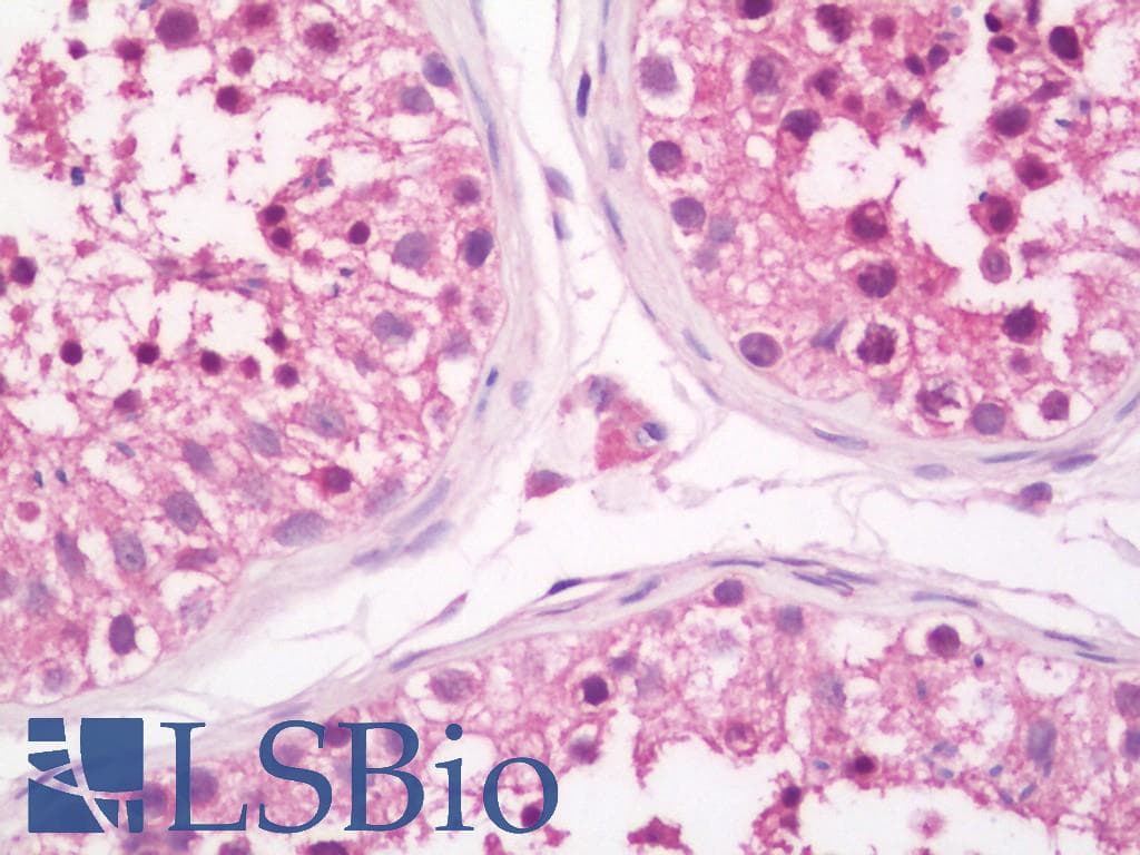 IHC-plus™ PAS Kinase / PASK Antibody (aa425-475)