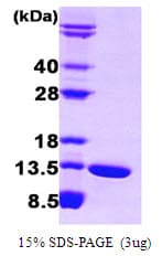 Human I-BABP / FABP6 Protein (Recombinant)