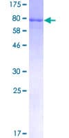 Human HSPA2 Protein (Recombinant GST)