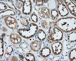 PRKAR2A Antibody (clone OTI4H8, Carrier-free)