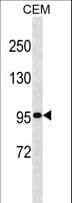 USP1 Antibody (aa662-690)