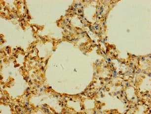 SLC43A3 Antibody