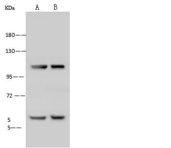 NFAT4 / NFATC3 Antibody