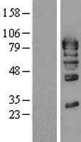 GMEB1 Protein (Over-Expression Lysate Myc-DDK (Flag))