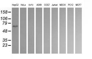 CD19 Antibody (clone OTI2G7)
