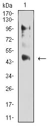 ESRRA / ERR Alpha Antibody (clone 6F1E6)