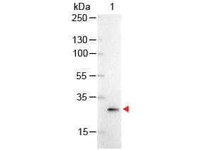 GFP Antibody (clone 9F9.F9, AP)