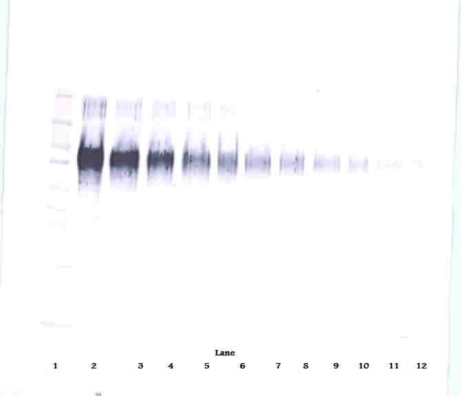 ICAM-1 / CD54 Antibody