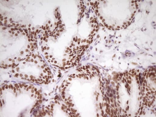 Monoclonal Mouse anti-Human HMG20A Antibody (clone OTI2H4, Carrier-free, aa1-281, IHC, WB)