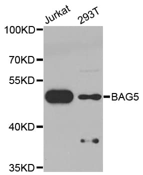 BAG5 Antibody