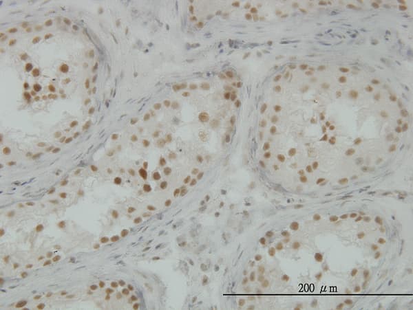 CLK3 Antibody (clone 5B2)