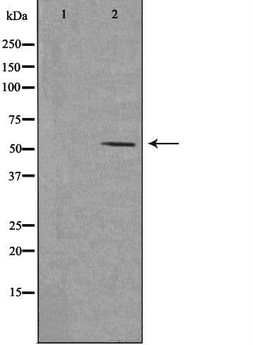EF1G / EEF1G Antibody