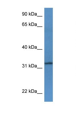 TSPAN33 / PEN Antibody (aa200-249)